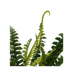 Faux Boston Bush Stem