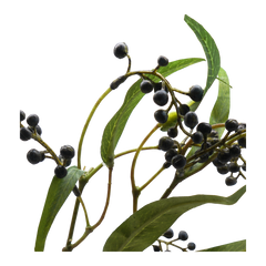 Faux Litsea Pepper Stems